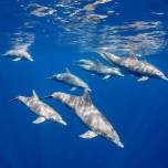 Как дельфины реагируют на музыку флейты