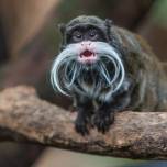 Почему у обезьян не растут усы и борода, если мы произошли от общего предка?