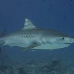 Ученые назвали причины нападений акул на туристов в египте
