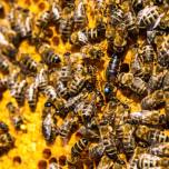Сколько маток в пчелиной семье?