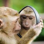 Могут ли животные узнавать себя в зеркале