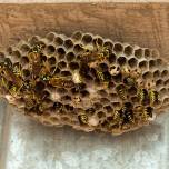 Как бумажные осы поддерживают иерархию внутри гнезда