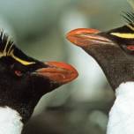 Хохлатые пингвины откладывают два яйца, но первое чаще всего выбрасывают