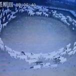 На ферме в китае сотни овец без остановки ходили по кругу 12 дней