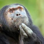 Если создать для шимпанзе все условия, смогут ли они эволюционировать в новый вид людей?
