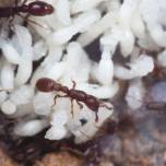 Куколки муравьев подкармливают своими выделениями личинок и взрослых особей