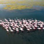 Невероятные аэрофотоснимки подчеркивают красоту великой миграции фламинго