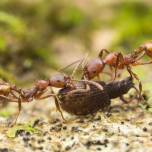 Как «разговаривают» муравьи?