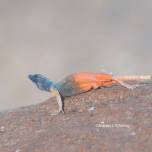 Цветные ящерицы южной африки