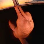 Редкое фото амазонского дельфина признано лучшим подводным фото года