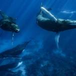 У горбатых китов «меняется мода» на ухаживание за самкой