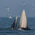 Уникальные кадры: тысяча китов, пирующих планктоном в колоссальной стае