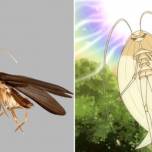 Новый вид таракана назвали в честь покемона