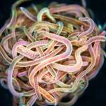 Как клубок из сотен червей может распутаться за доли секунды