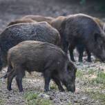 Правда ли, что свиньи любят желуди?