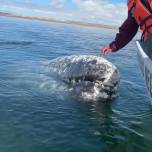 Невероятный момент: кит подплыл к моряку с необычной просьбой