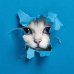Фотографии кошек, пересекающих бумажную стену