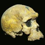 Сколько лет виду homo sapiens?