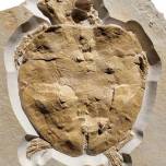 В Германии найдена окаменелость черепахи возрастом 150 миллионов лет
