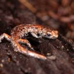 Странствующая саламандра (лат. aneides vagrans) способна парить