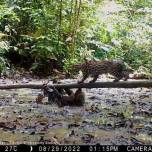 Битва оцелота и ленивца в джунглях эквадора