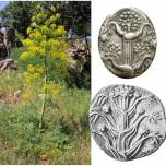 Вымершее чудо-растение древней греции, возможно, было вновь обнаружено в турции