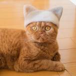 Японские художники используют мех кошек, чтобы создавать для них забавные шляпы