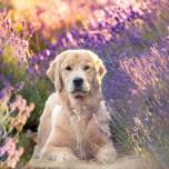 Фотографий собак ​​на цветочных полях