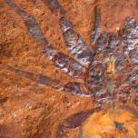 В австралии нашли окаменелость паука, жившего 11-16 миллионов лет назад