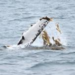 Почему киты играют с водорослями