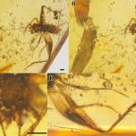 Новый вид сверчков обнаружили в янтаре возрастом 99 миллионов лет