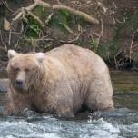 Заповедник на аляске определил самого толстого медведя в этом году