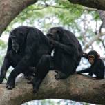 Как шимпанзе опровергли «гипотезу бабушек»