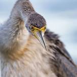 Премия birdlife australia photography awards 2023: лучшие снимки австралийских птиц