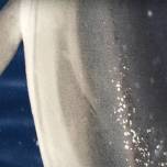 В Греции обнаружили редкого дельфина с «большими пальцами»