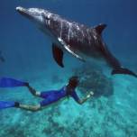 Страдают ли дельфины от кессонной болезни?