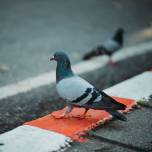 В японии таксиста арестовали за наезд на голубя