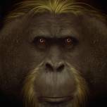 Почему вымерла самая крупная обезьяна, когда-либо жившая на земле