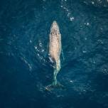 У берегов мексики заметили горбатого кита со сломанной спиной