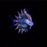 Подводный фотограф запечатлел самого красивого малька рыбы в океане