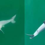 Биологи впервые увидели новорожденного детеныша большой белой акулы