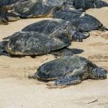В США массово гибнут морские черепахи