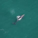 Ученые заметили серого кита у берегов Новой Англии