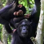 Самки шимпанзе играют со своими детенышами, даже когда наступают тяжелые времена