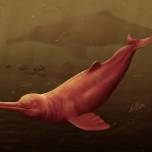 Найдены окаменелости речного дельфина, самого крупного из когда-либо существовавших на планете