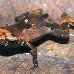 Крошечная бразильская блоха-жаба может быть самым маленьким позвоночным в мире