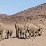 Пустынный слон (лат. Desert elephant)