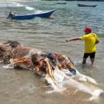 На пляж в Малайзии выбросило разлагающуюся тушу неизвестного существа