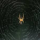 Зачем пауки плетут паутину в пустых домах, где нет даже мух?
