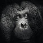 Портреты семейства орангутанов, сделанные в зоопарке